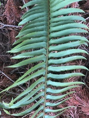 Polystichum munitum