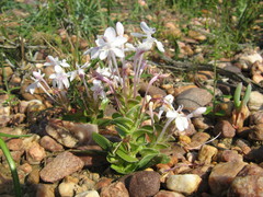 Lapeirousia pyramidalis pyramidalis