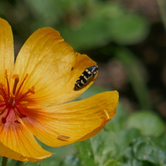 Acmaeodera alicia