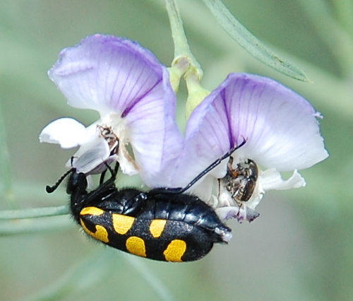 Spotted Blisterbeetle photo 3