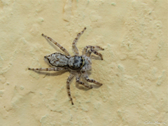 Menemerus bivittatus