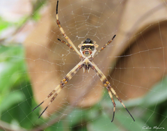 Argiope argentata