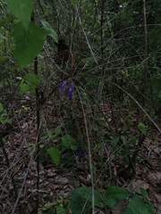 Salvia vitifolia