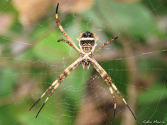 Argiope argentata