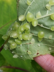 Dasineura collinsoniae