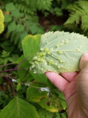 Dasineura collinsoniae