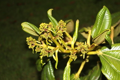 Meriania hernandii