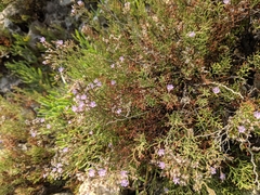 Limonium cordatum