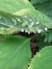 Dasineura collinsoniae