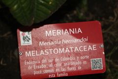 Meriania hernandii