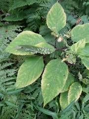 Dasineura collinsoniae