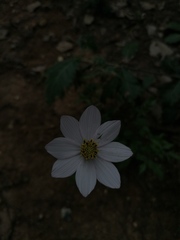 Cosmos diversifolius