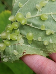 Dasineura collinsoniae