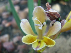 Babiana patula