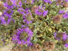 Monardella sinuata nigrescens