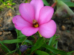 Moraea versicolor