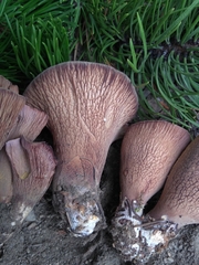 Gomphus clavatus