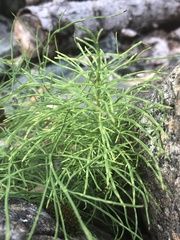 Equisetum