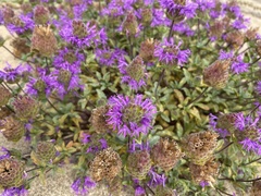 Monardella sinuata nigrescens