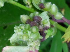 Dasineura collinsoniae