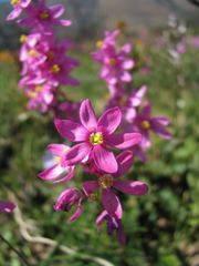 Ixia erubescens