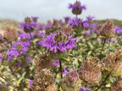 Monardella sinuata nigrescens