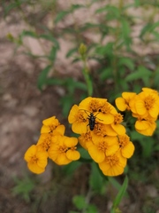 Tomentgaurotes multiguttatus