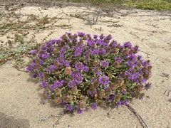 Monardella sinuata nigrescens