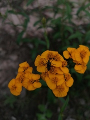 Tomentgaurotes multiguttatus