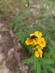 Tomentgaurotes multiguttatus