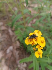 Tomentgaurotes multiguttatus