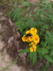 Tomentgaurotes multiguttatus