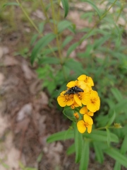 Tomentgaurotes multiguttatus