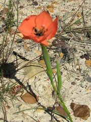 Moraea insolens