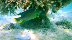 Holacanthus bermudensis