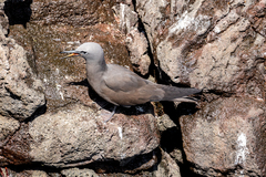 Anous stolidus galapagensis