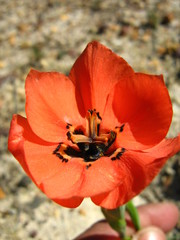 Moraea insolens
