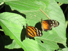 Heliconius ismenius