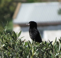 Euplectes capensis capensis