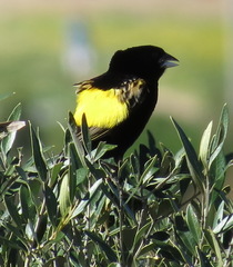 Euplectes capensis capensis
