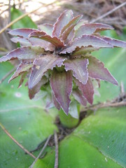 Eucomis regia
