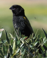 Euplectes capensis capensis