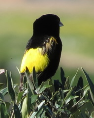 Euplectes capensis capensis