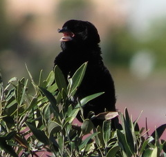 Euplectes capensis capensis