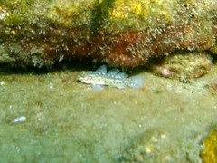 Coryphopterus dicrus