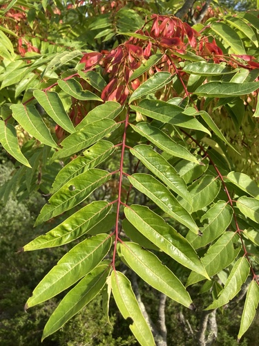 Ailanthus altissima