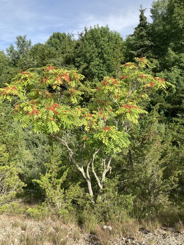 Ailanthus altissima
