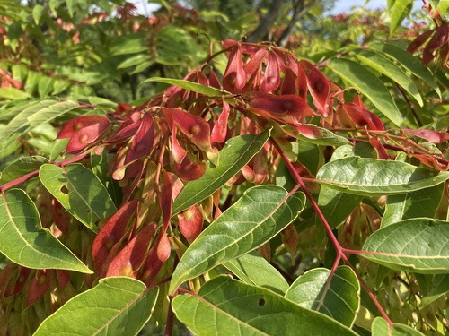 Ailanthus altissima