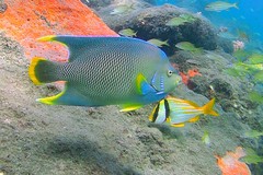 Holacanthus bermudensis