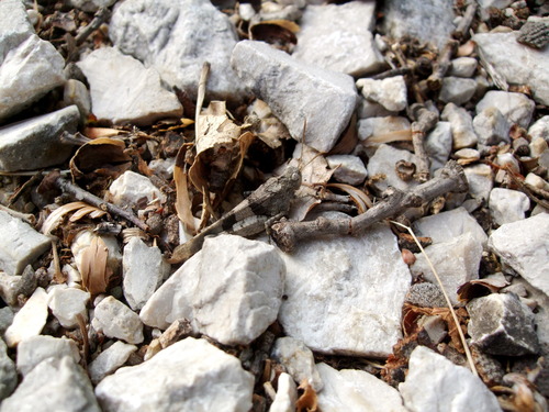 koník modrokrídly (Oedipoda caerulescens)